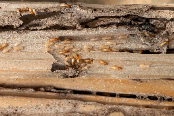 Best Ant Control Services  in Cumberland, WI