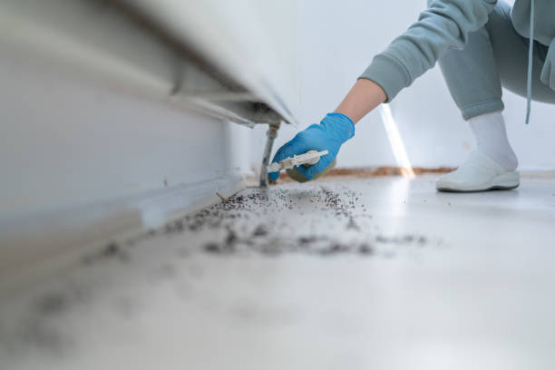 Flea Control Services in Cumberland, WI
